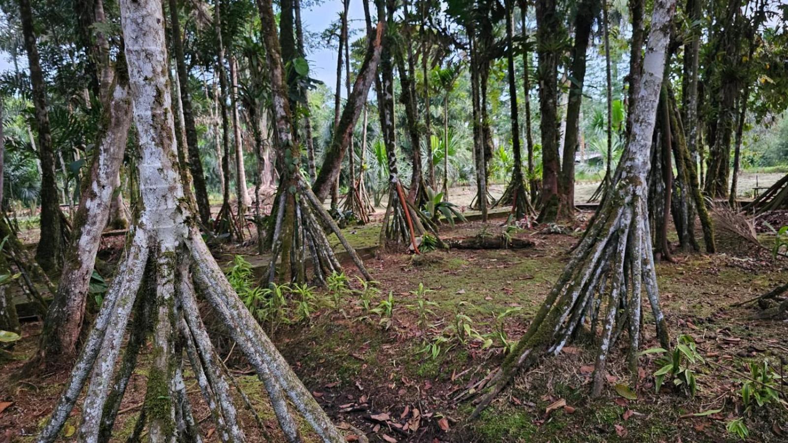 Hosteria Finca El Pigual Puyo Exteriér fotografie