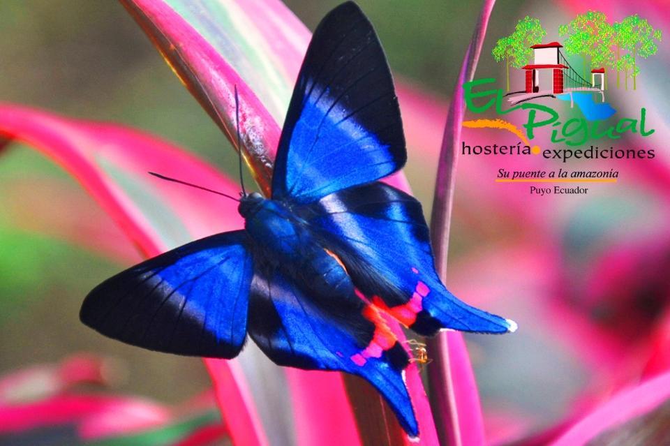 Hosteria Finca El Pigual Puyo Exteriér fotografie